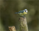 Blue Tit